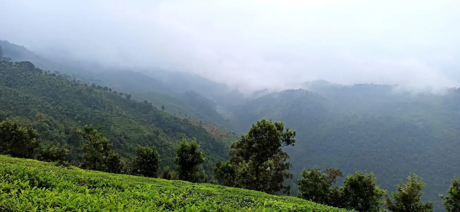 Tea estate slopes and clouds on the hills near Dolphin's Nose, Coonoor