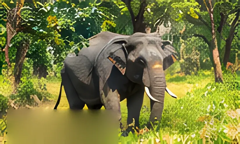 Elephant grazing in a sunlit forest clearing