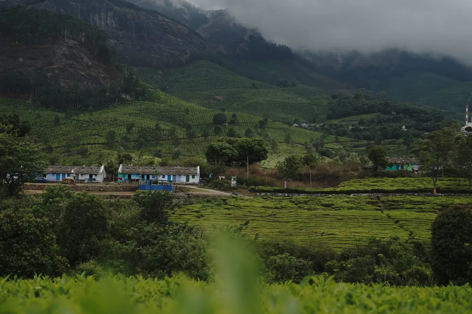 Tea estate and workers' cottages below misty hills in the Nilgiris